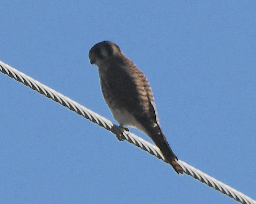 spurvefalk - ML646990251