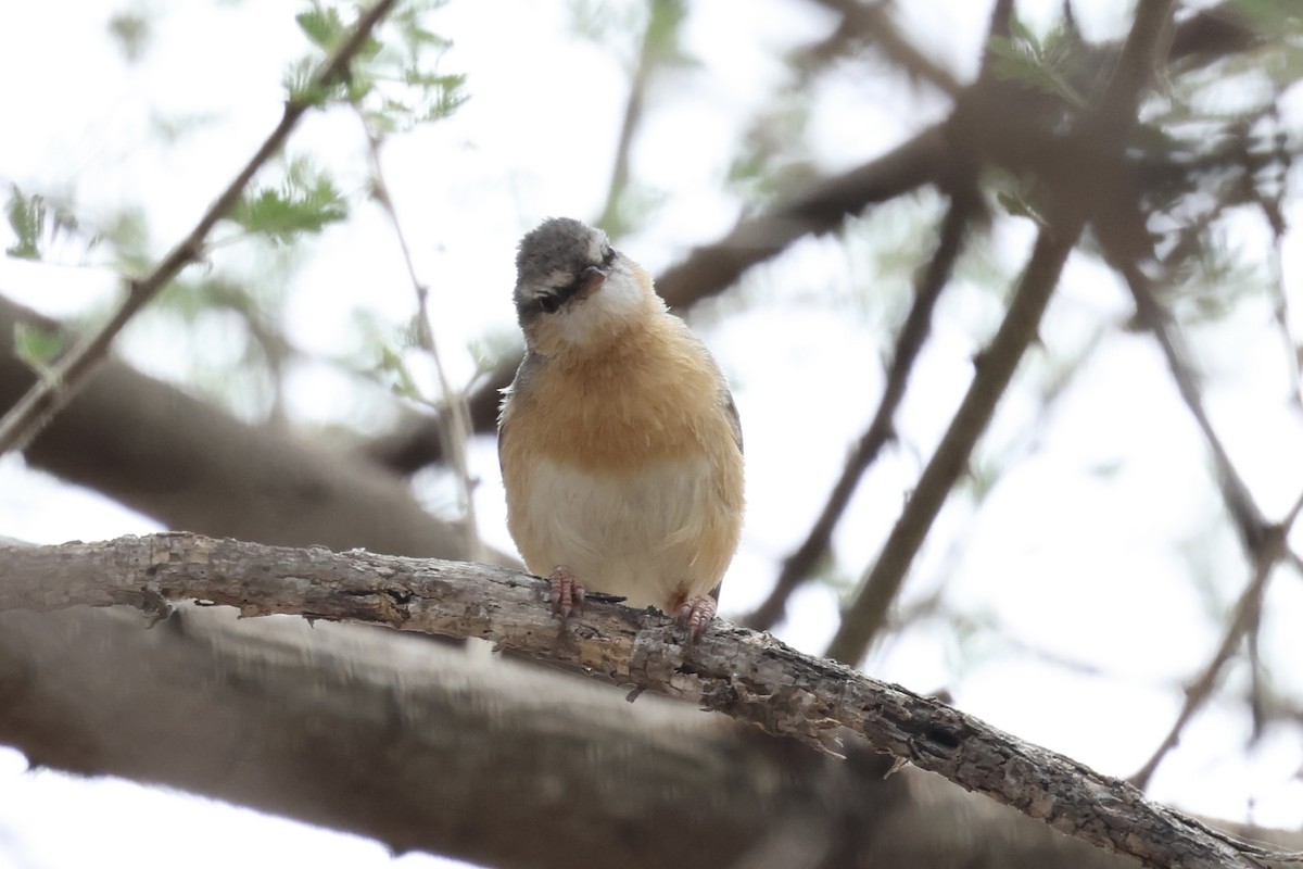 Northern Crombec - ML646990257