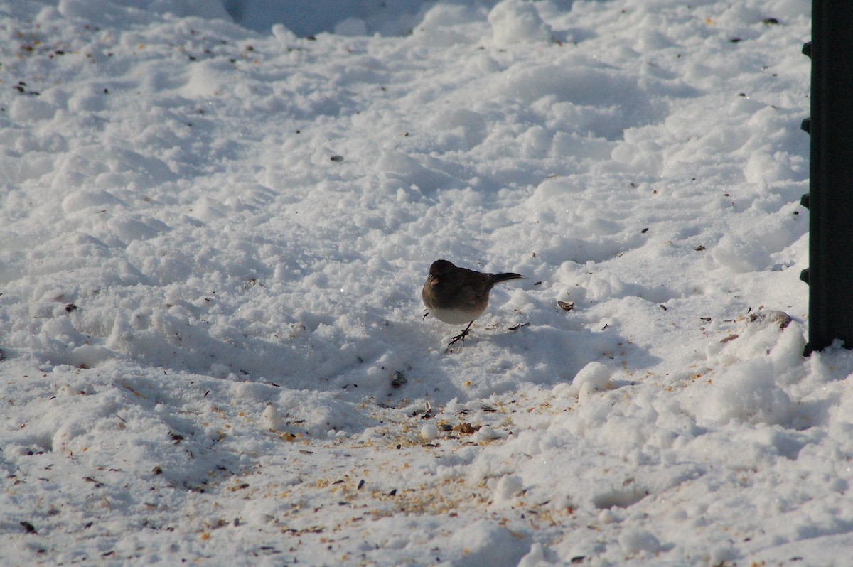 strnadec zimní - ML646990258