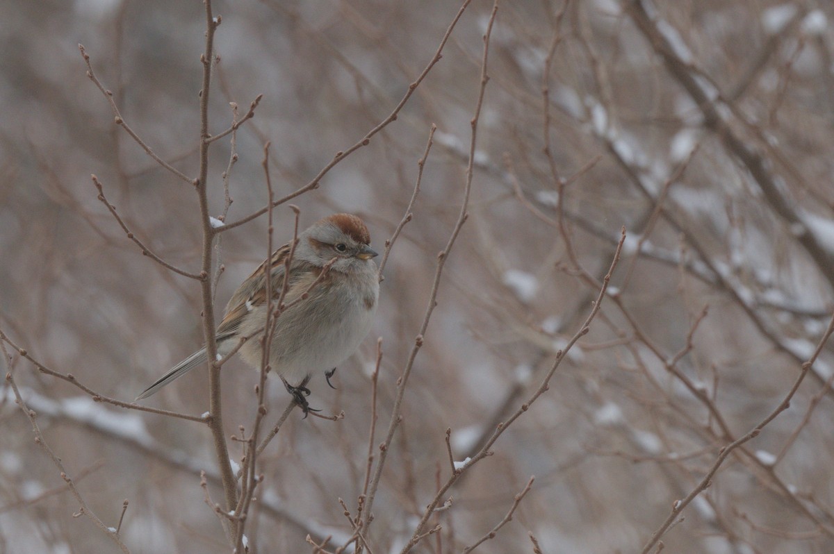 American Tree Sparrow - ML646990259