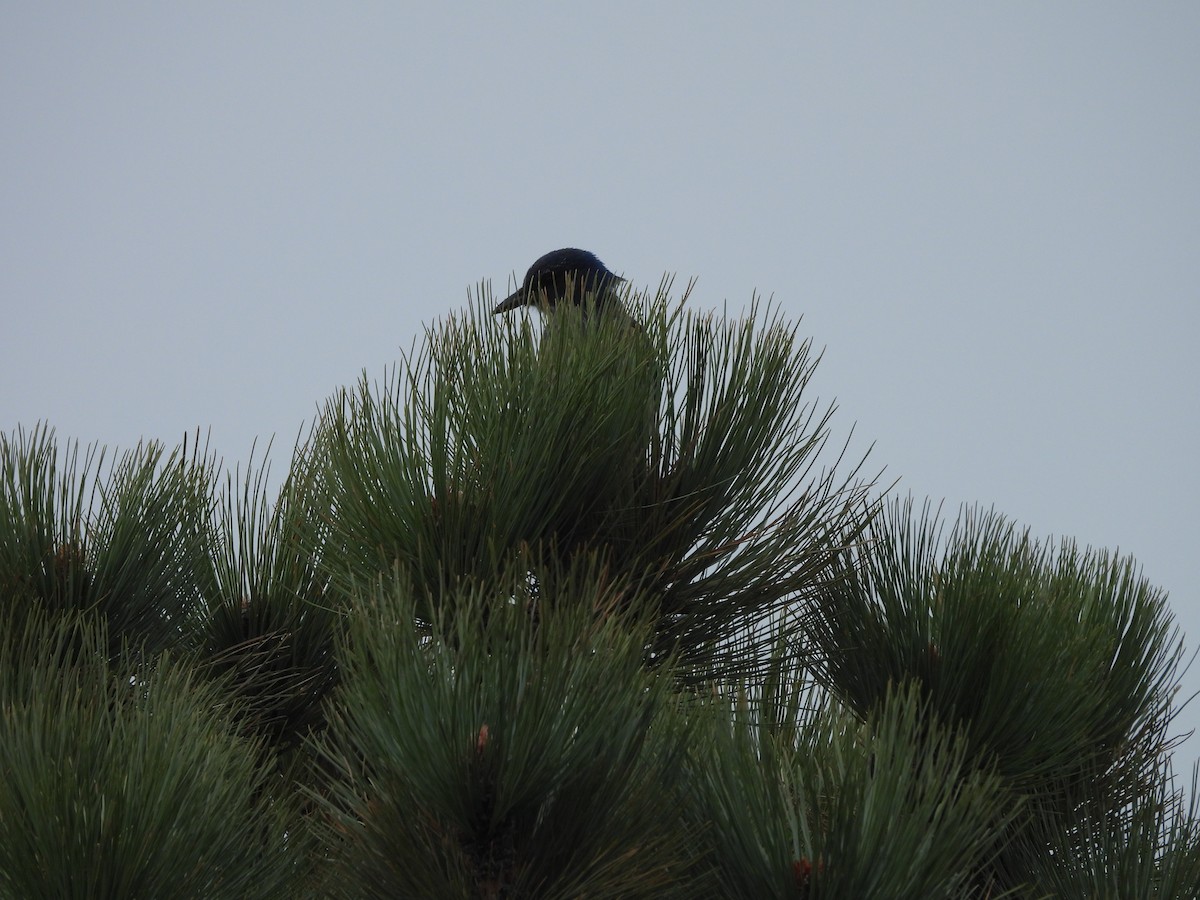 Meksika Kargası - ML646990260