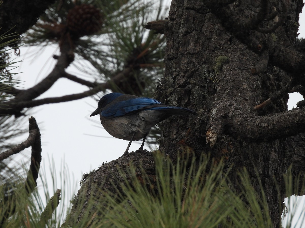 Meksika Kargası - ML646990261