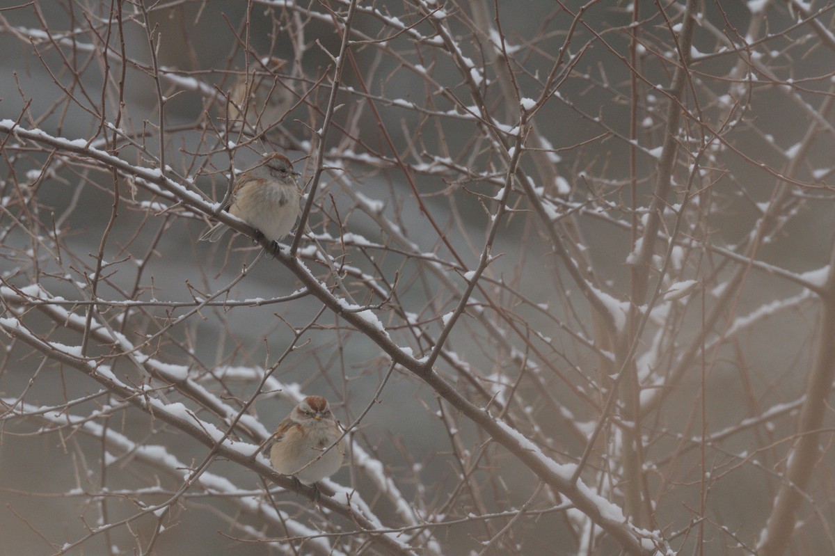 American Tree Sparrow - ML646990262