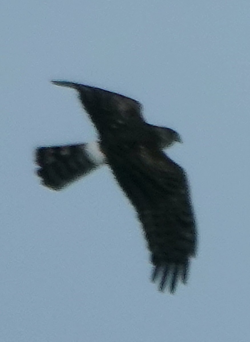 Northern Harrier - ML646990263