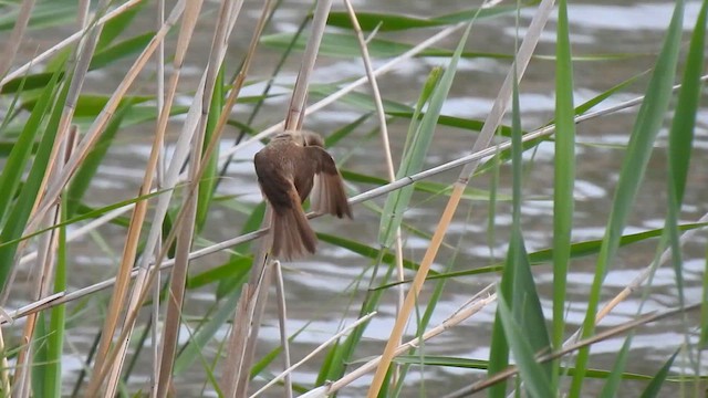 Australian Reed Warbler - ML646990265