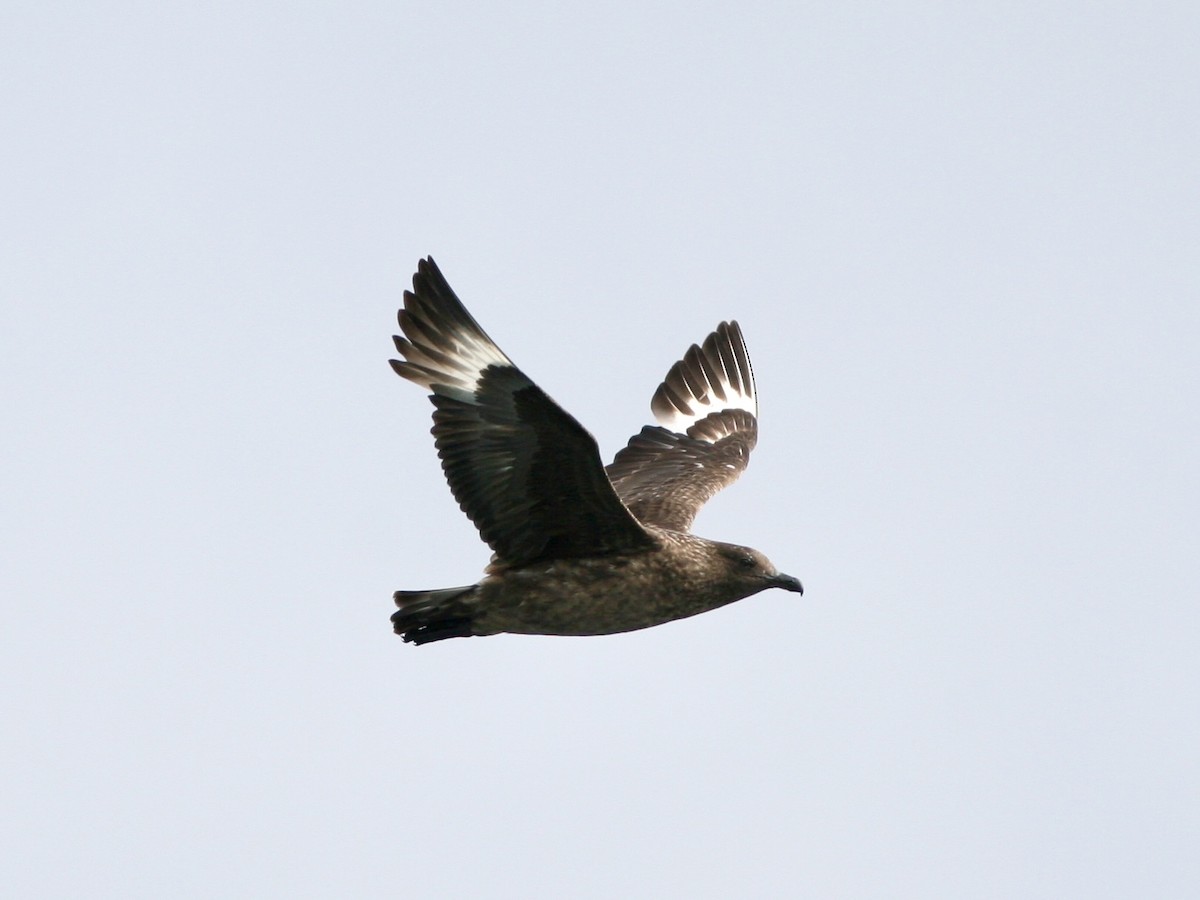 storjo - ML646990266