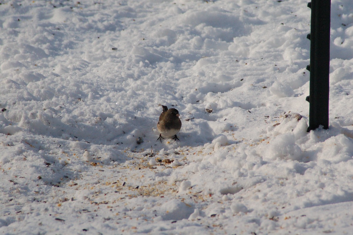 strnadec zimní - ML646990267