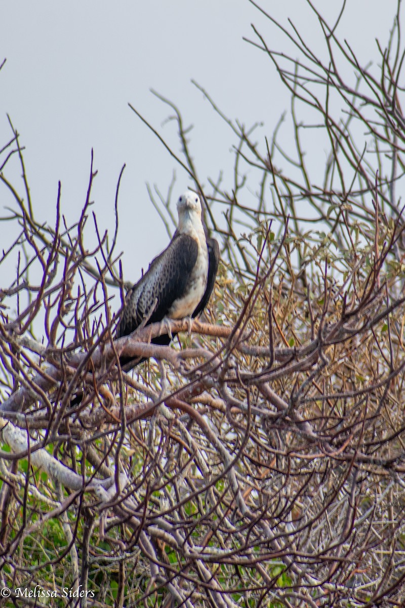 fregatka obecná - ML646990269