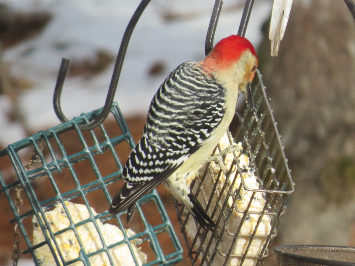 シマセゲラ - ML646990270