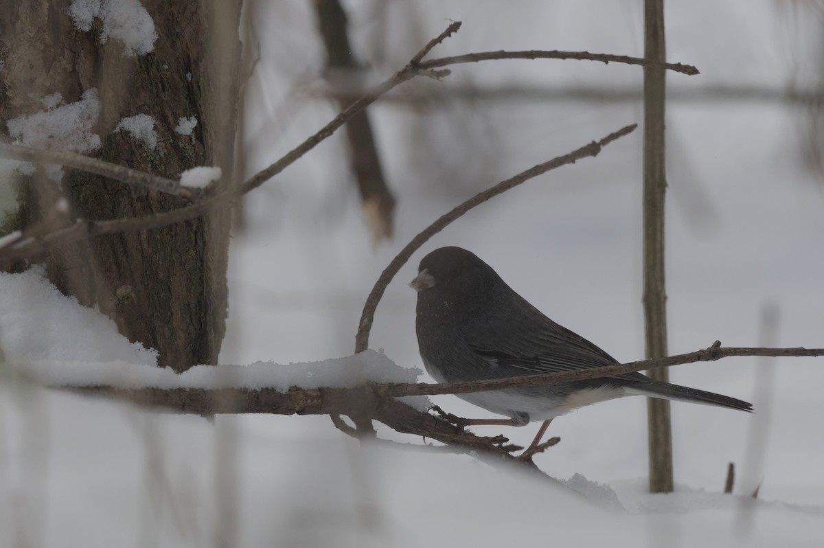 Dark-eyed Junco (Slate-colored) - ML646990273