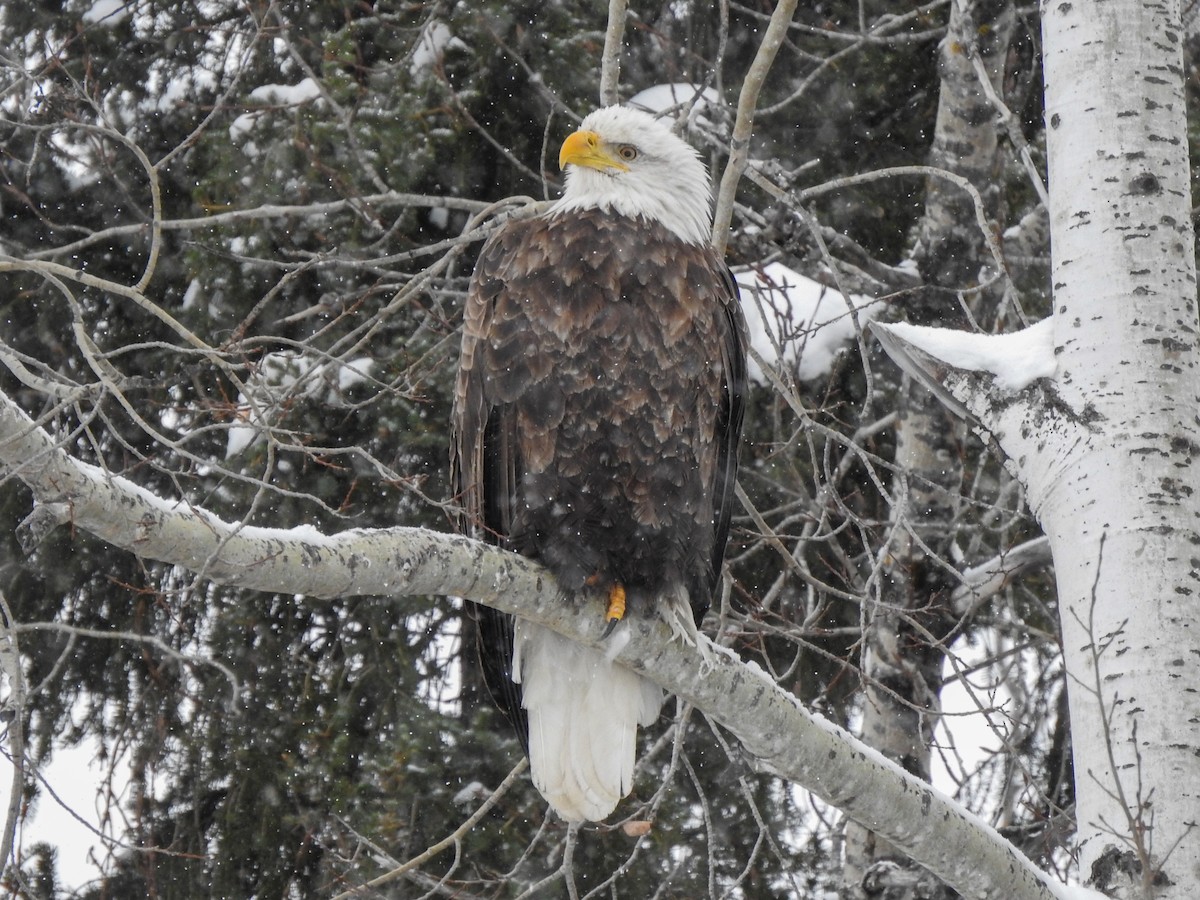 Bald Eagle - ML646990275