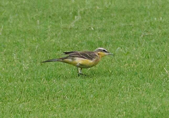 Eastern Yellow Wagtail - ML646990281