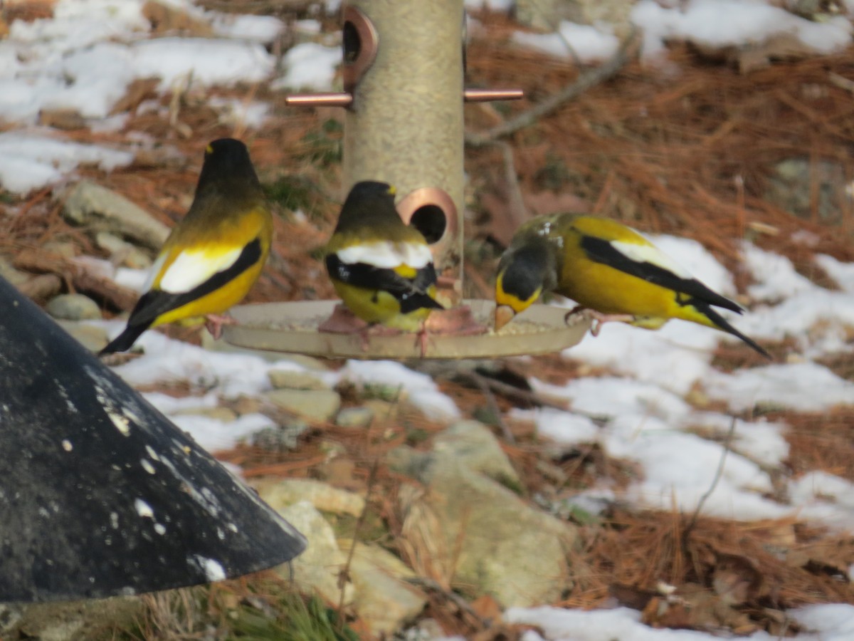 キビタイシメ - ML646990287