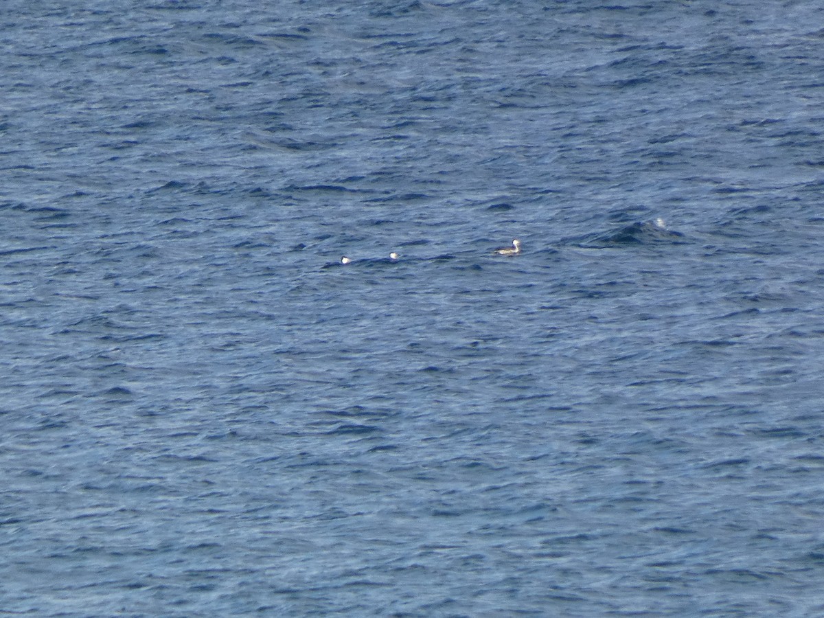 Horned Grebe - ML646990288