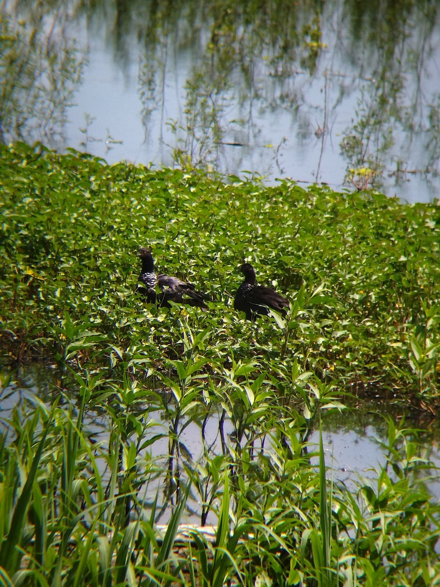 Chajá Añuma - ML646990289