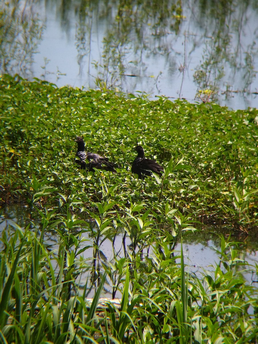 Chajá Añuma - ML646990290