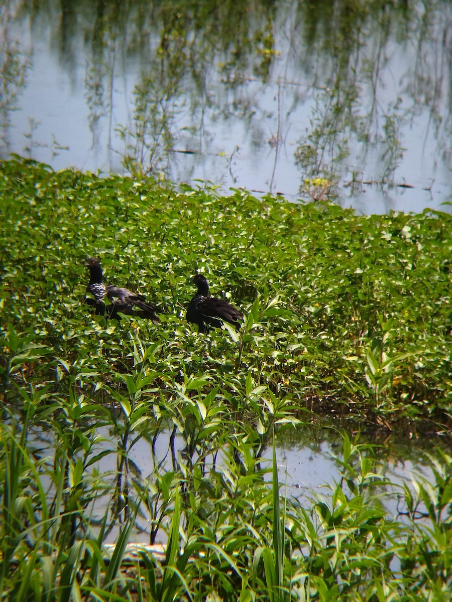 Chajá Añuma - ML646990291