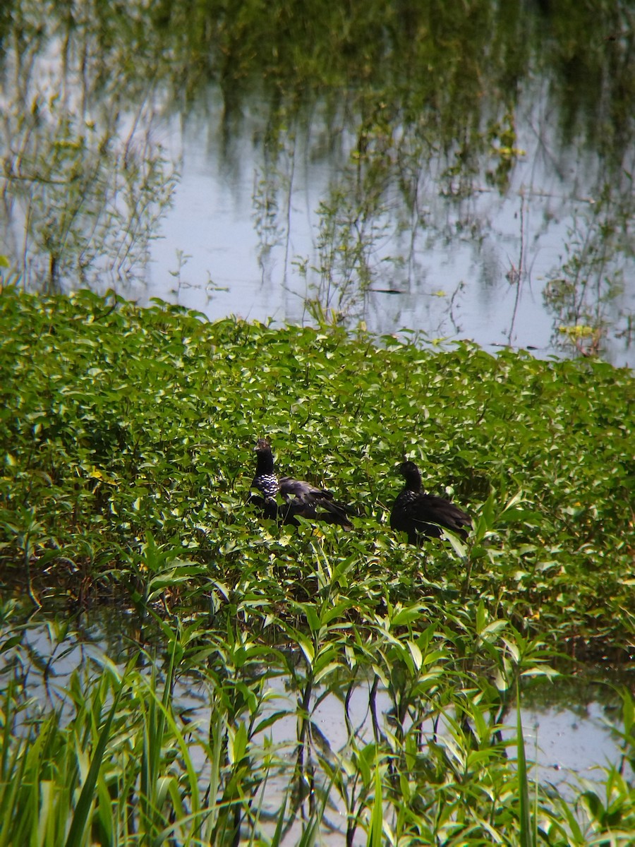 Chajá Añuma - ML646990292