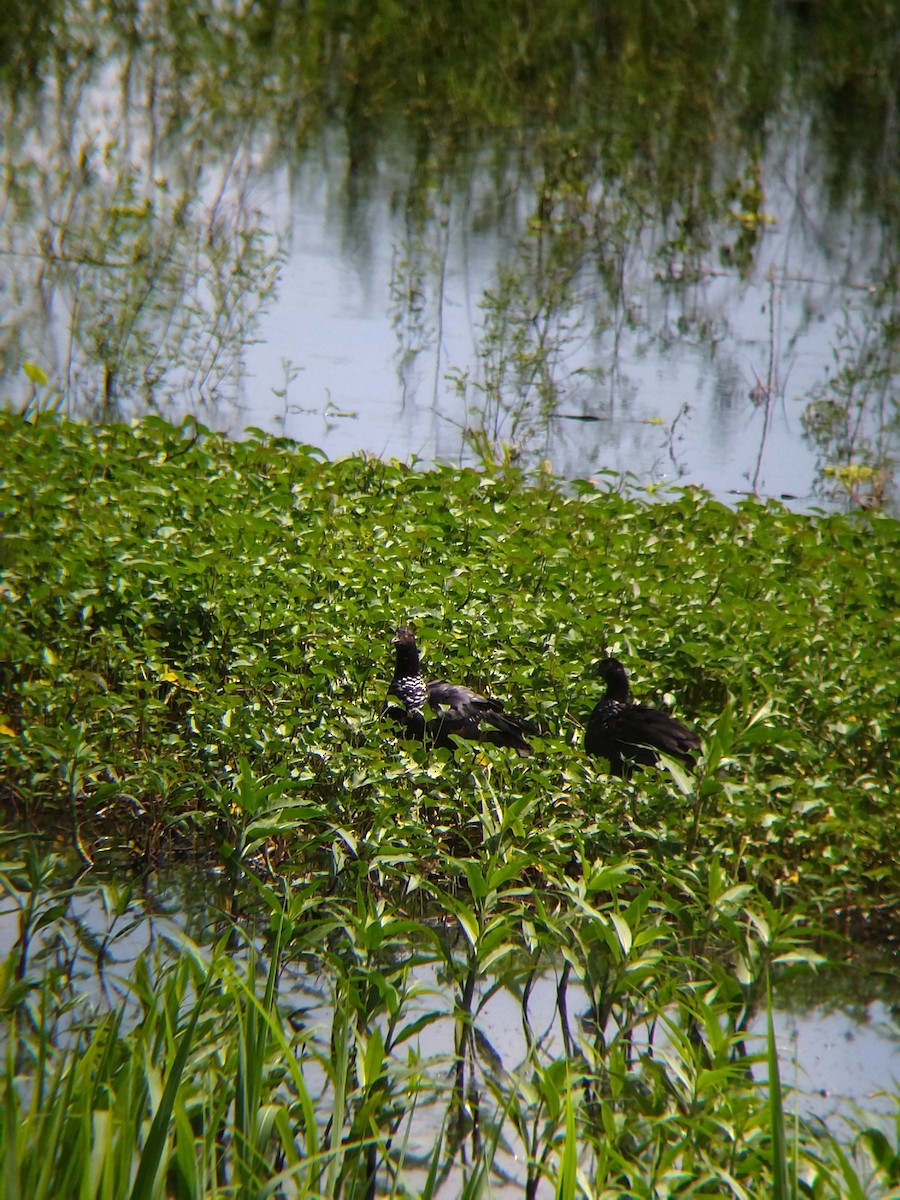 Chajá Añuma - ML646990293