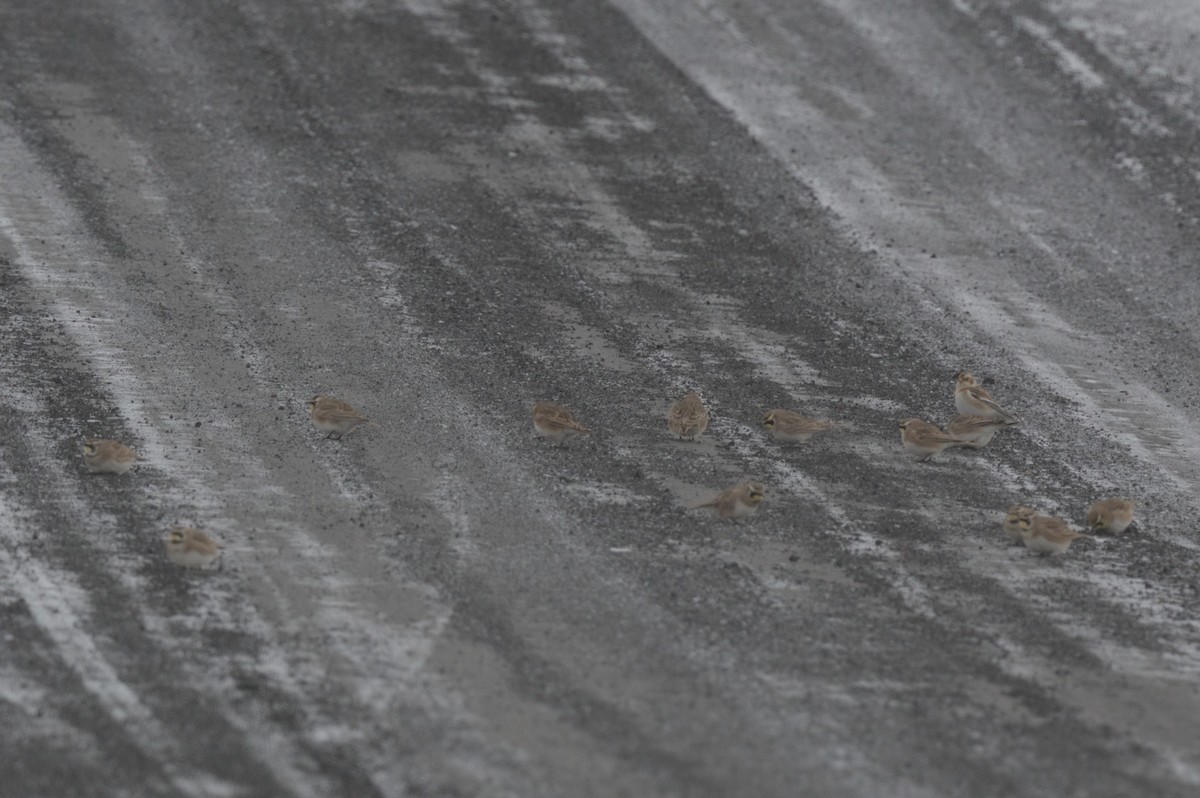 Snow Bunting - ML646990294