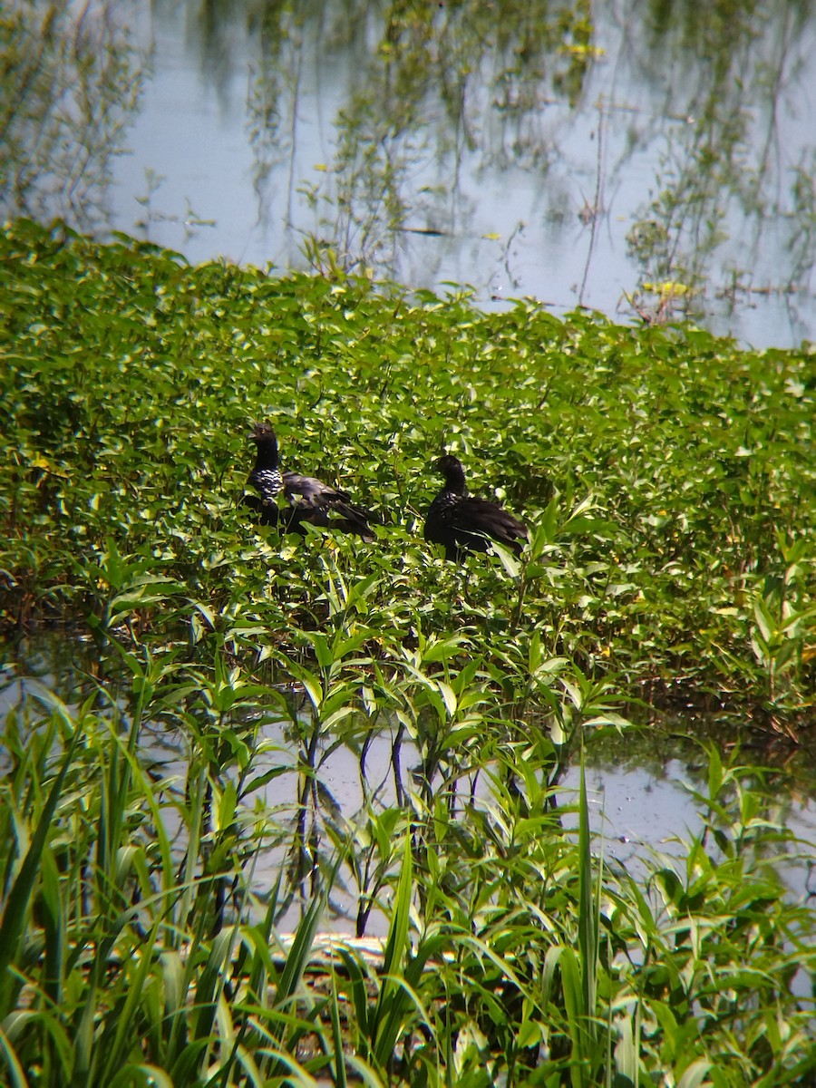 Chajá Añuma - ML646990296