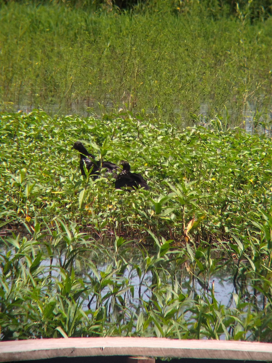 Chajá Añuma - ML646990297