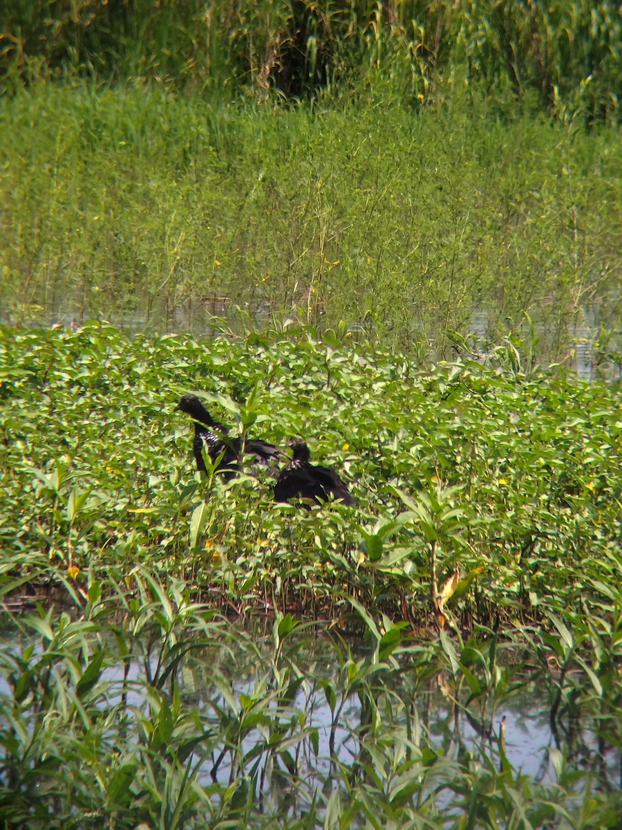 Chajá Añuma - ML646990298