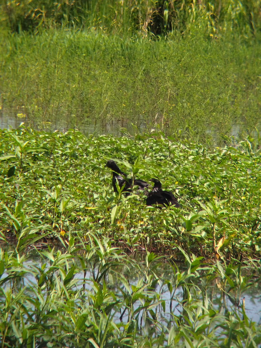 Chajá Añuma - ML646990299
