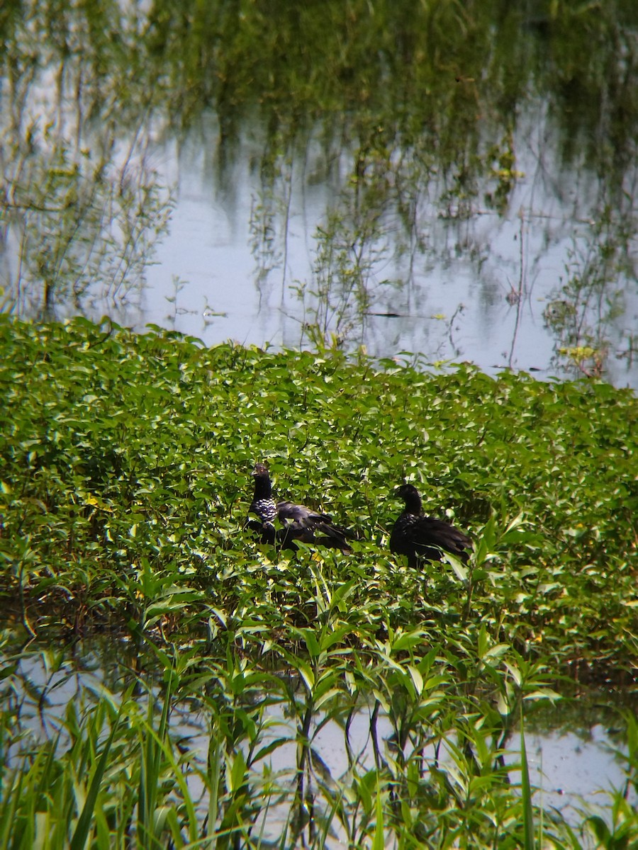 Chajá Añuma - ML646990300