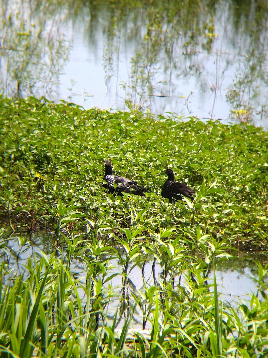 Chajá Añuma - ML646990301