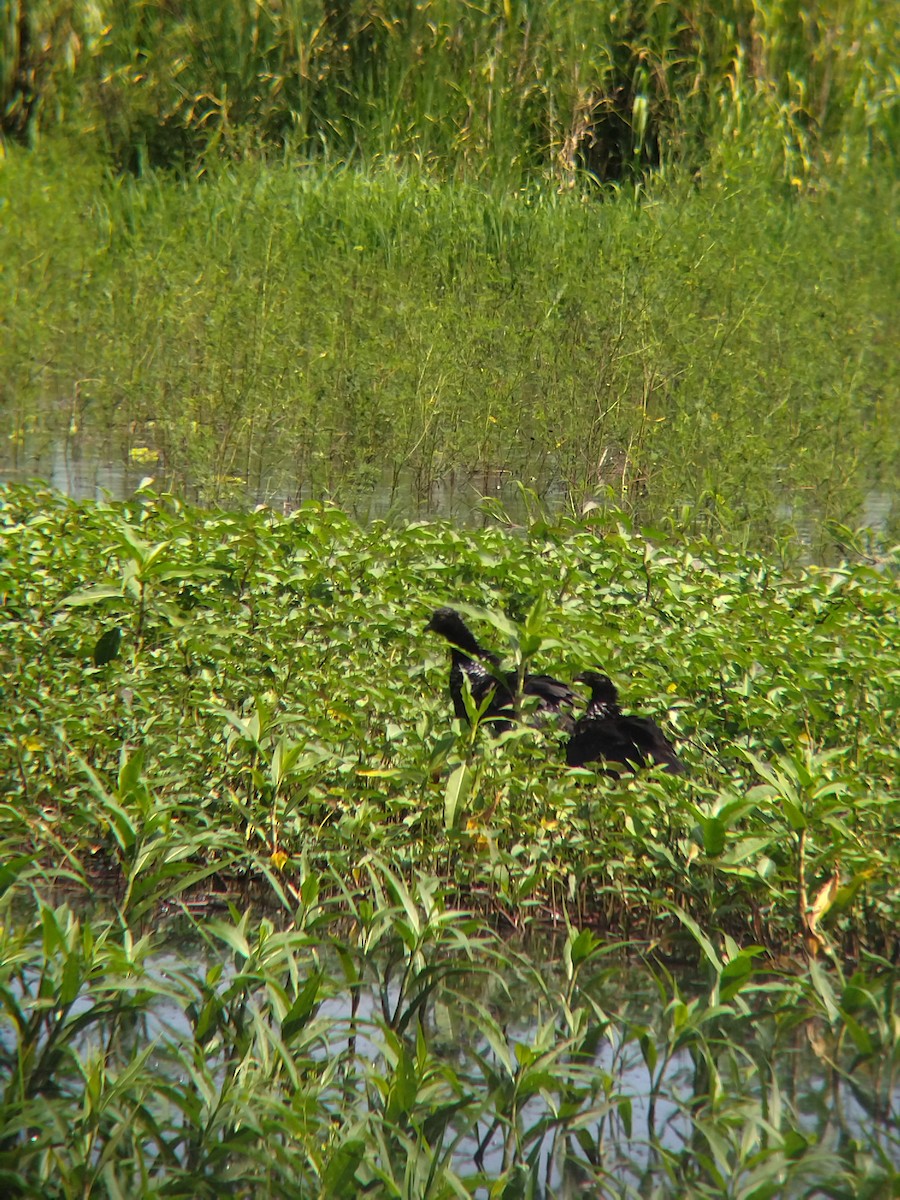 Chajá Añuma - ML646990302
