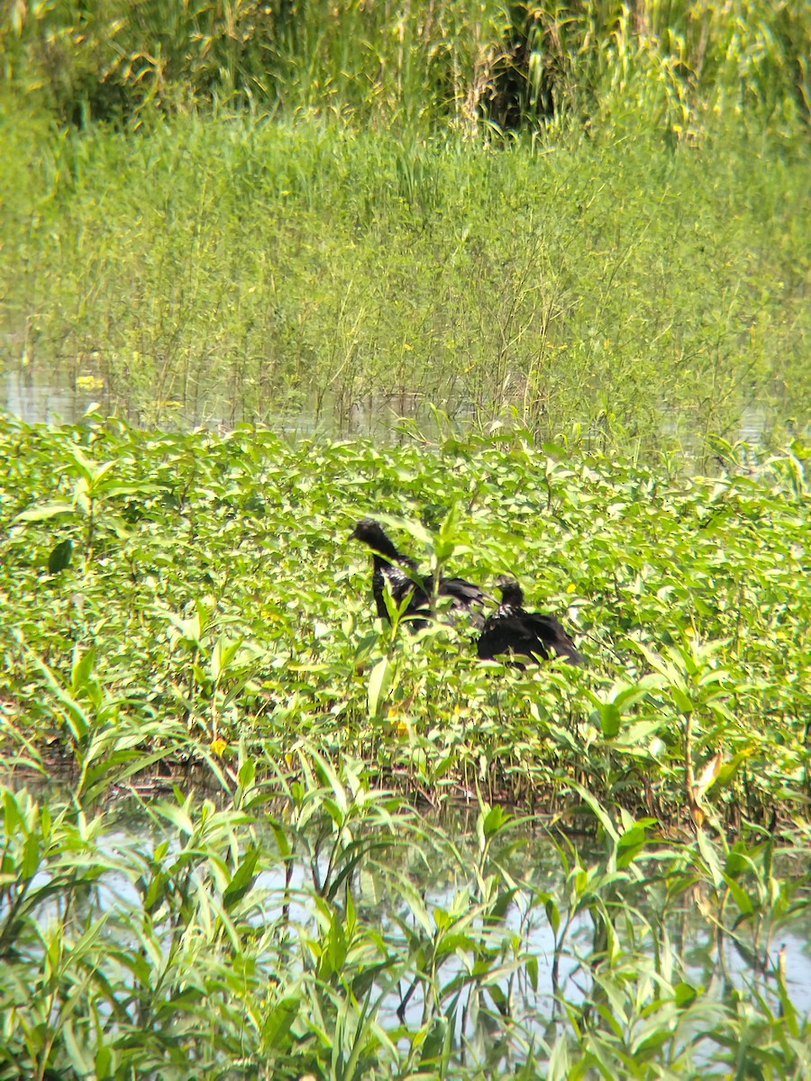 Chajá Añuma - ML646990303