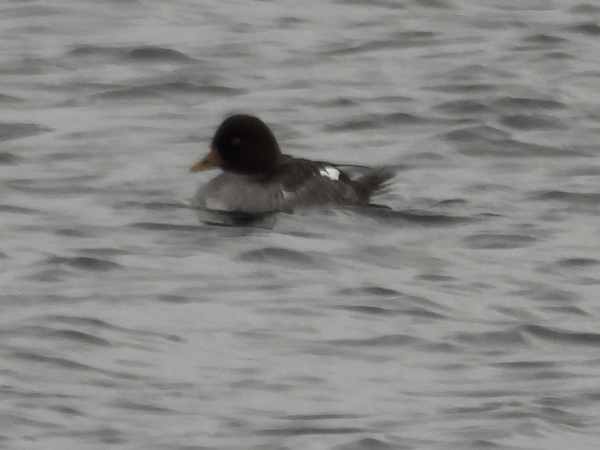 キタホオジロガモ - ML646990304