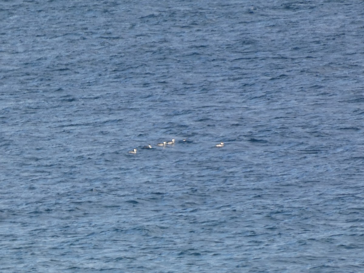 Horned Grebe - ML646990305