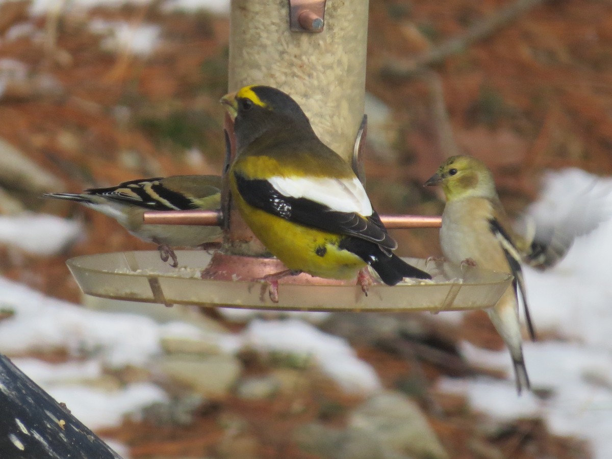 キビタイシメ - ML646990315