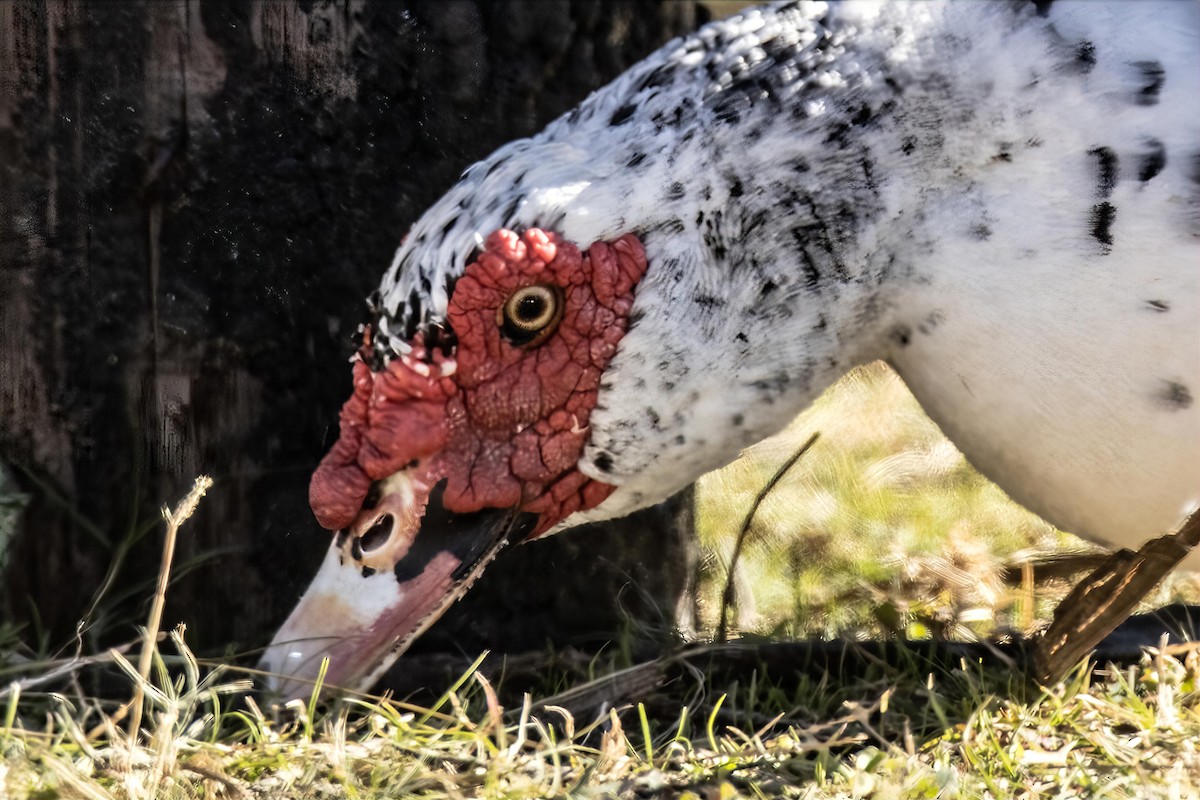 ノバリケン（家畜） - ML646990317