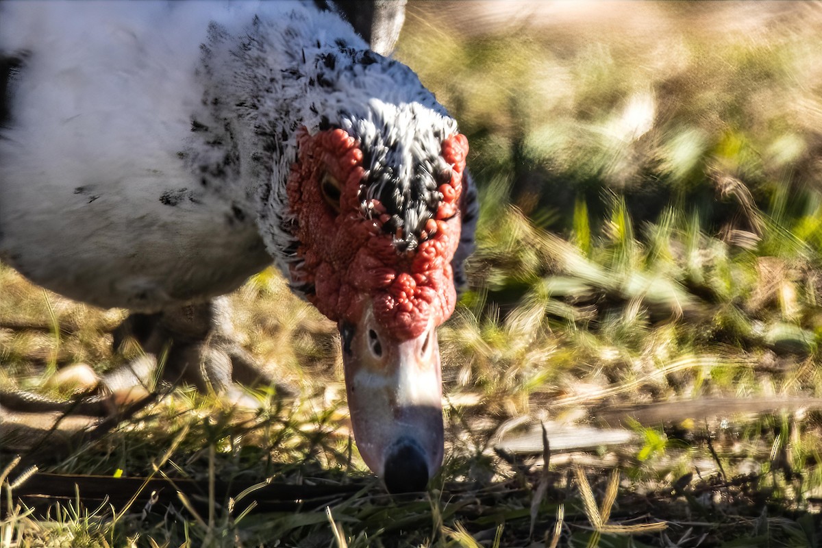 ノバリケン（家畜） - ML646990320