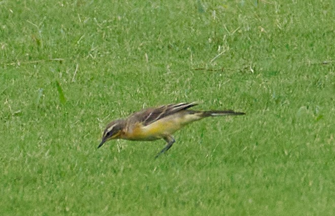 Eastern Yellow Wagtail - ML646990321