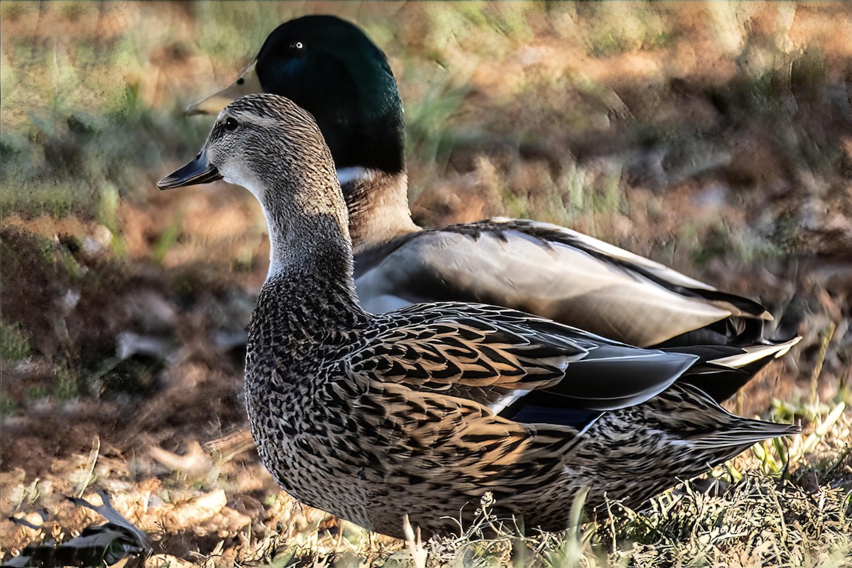 マガモ - ML646990322