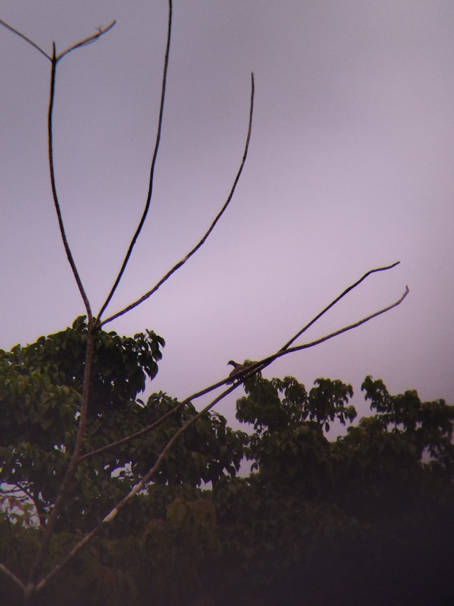 Paloma Colorada - ML646990326