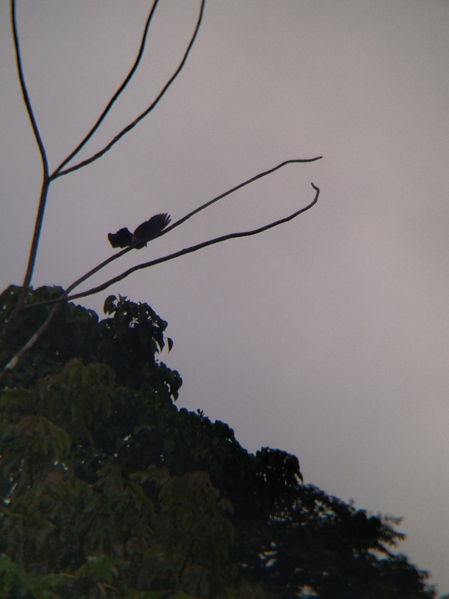 Paloma Colorada - ML646990327