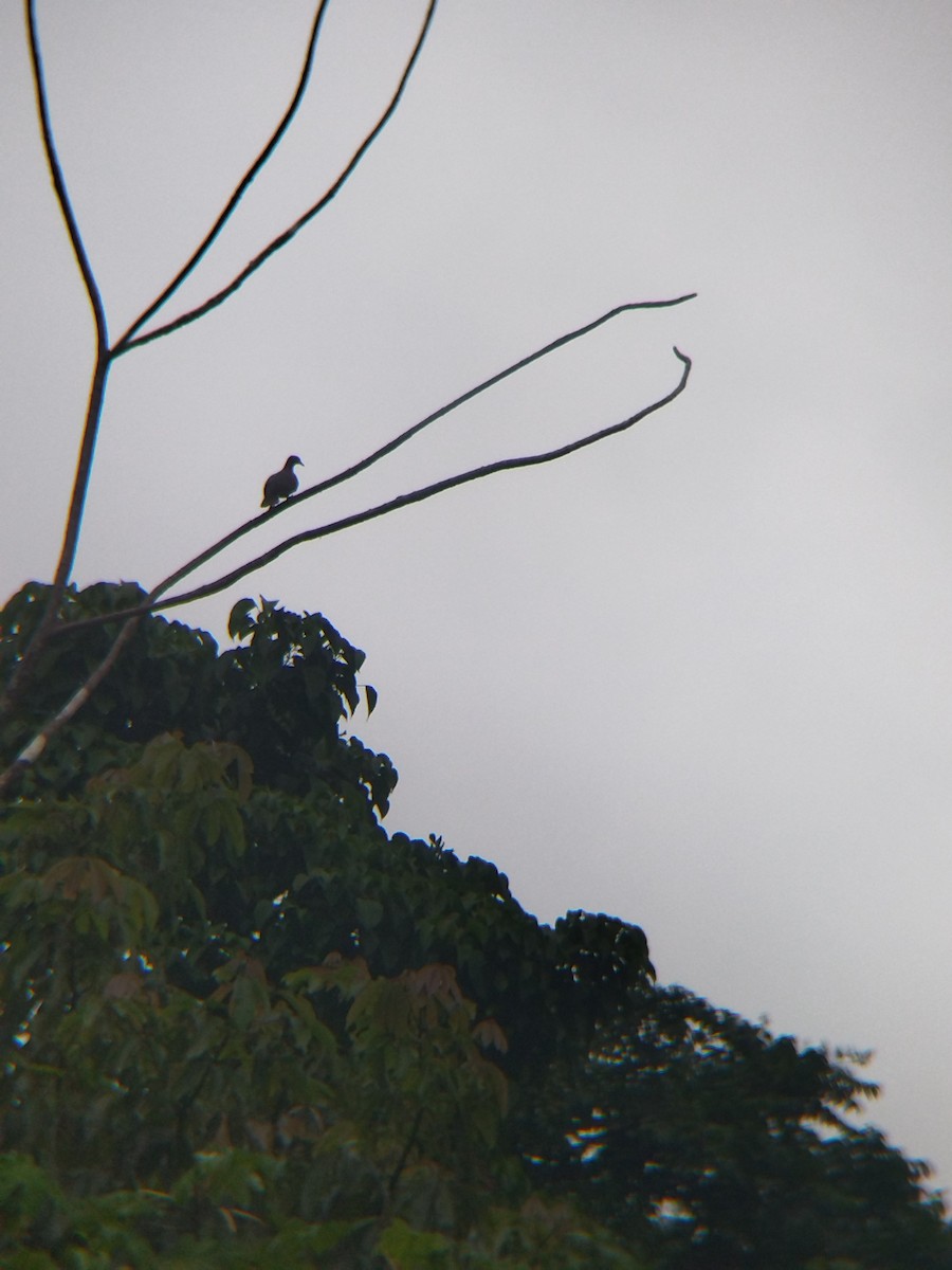 Paloma Colorada - ML646990328