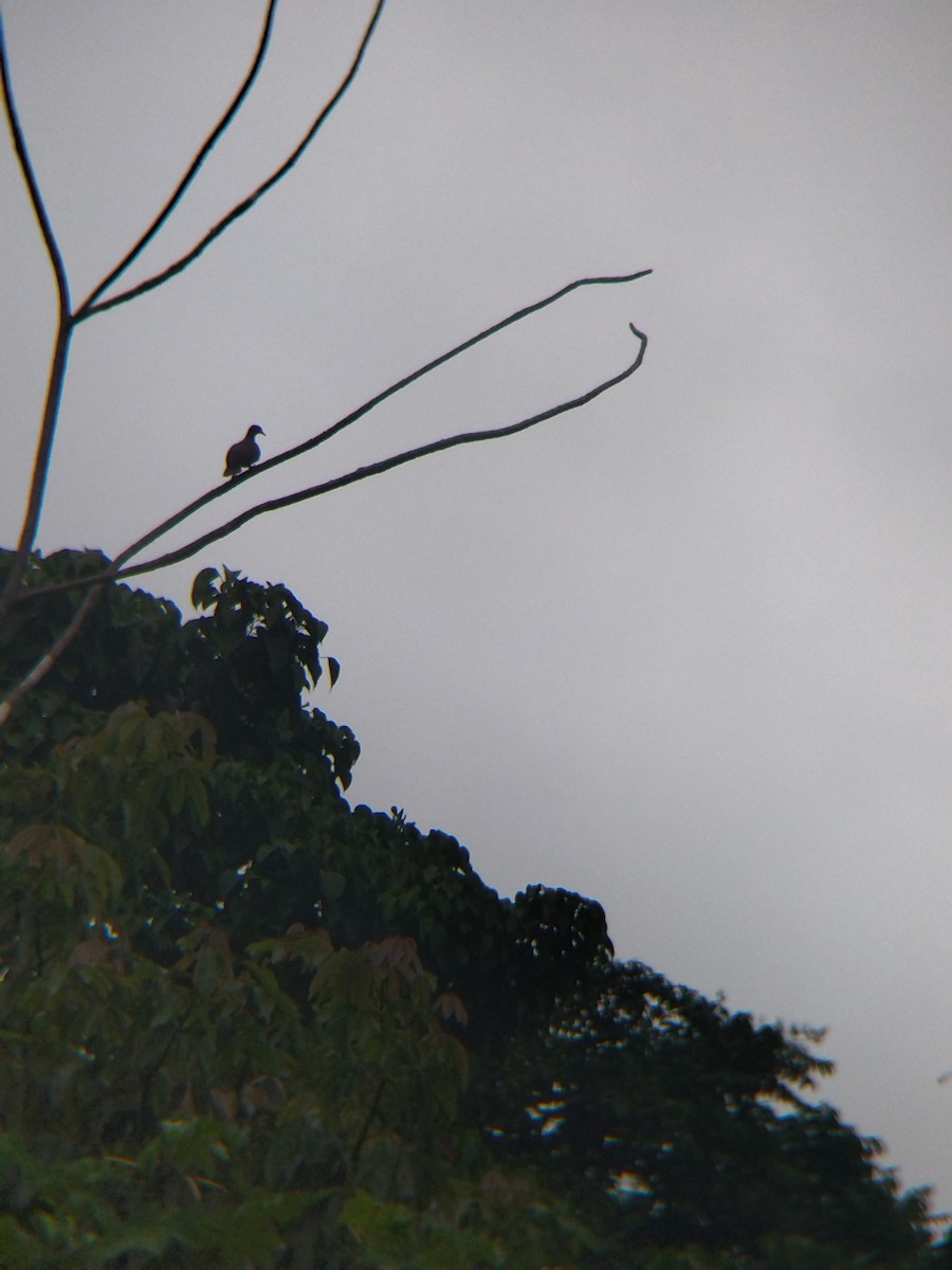 Paloma Colorada - ML646990329