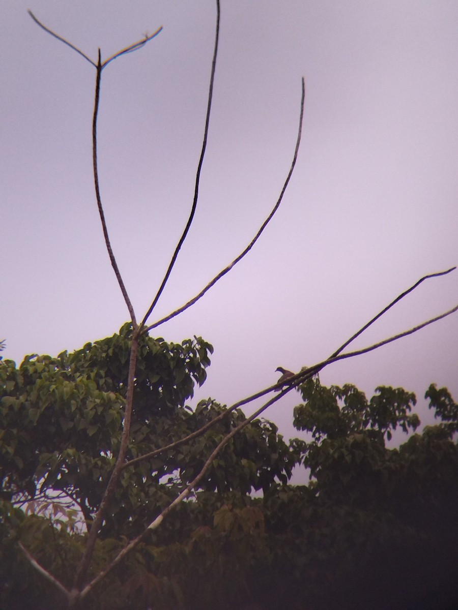 Paloma Colorada - ML646990330