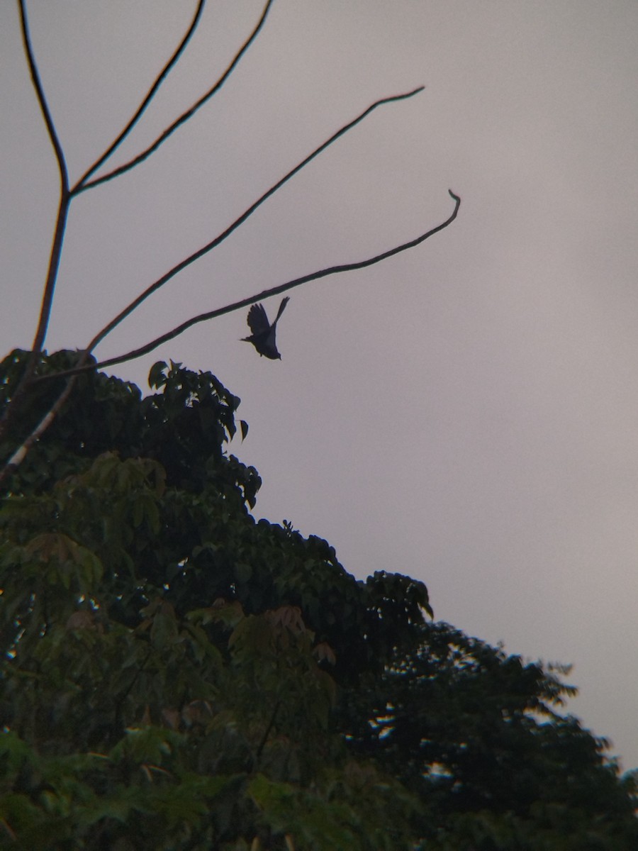 Paloma Colorada - ML646990331