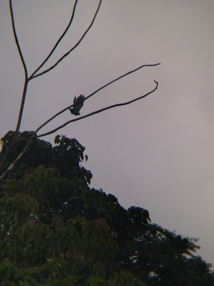 Paloma Colorada - ML646990332