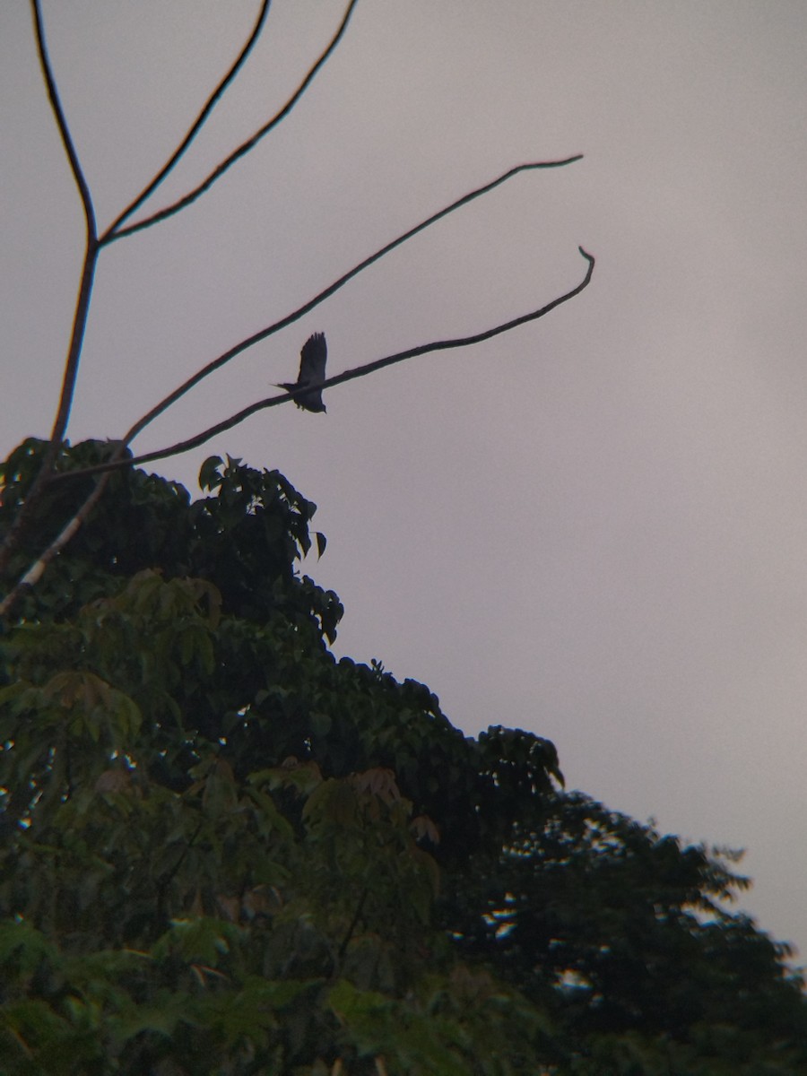 Paloma Colorada - ML646990333