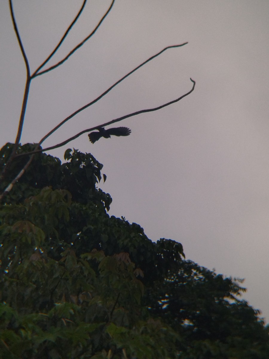 Paloma Colorada - ML646990334