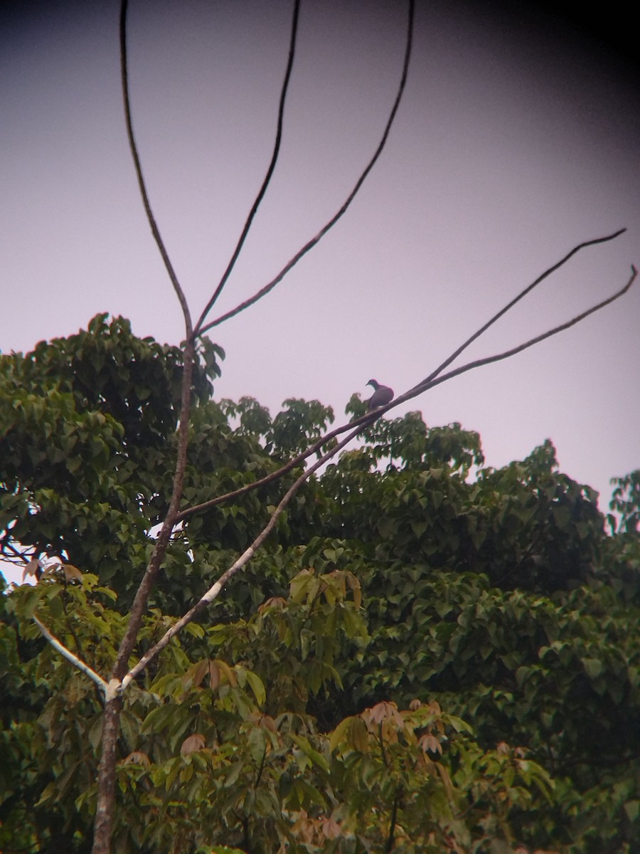 Paloma Colorada - ML646990335