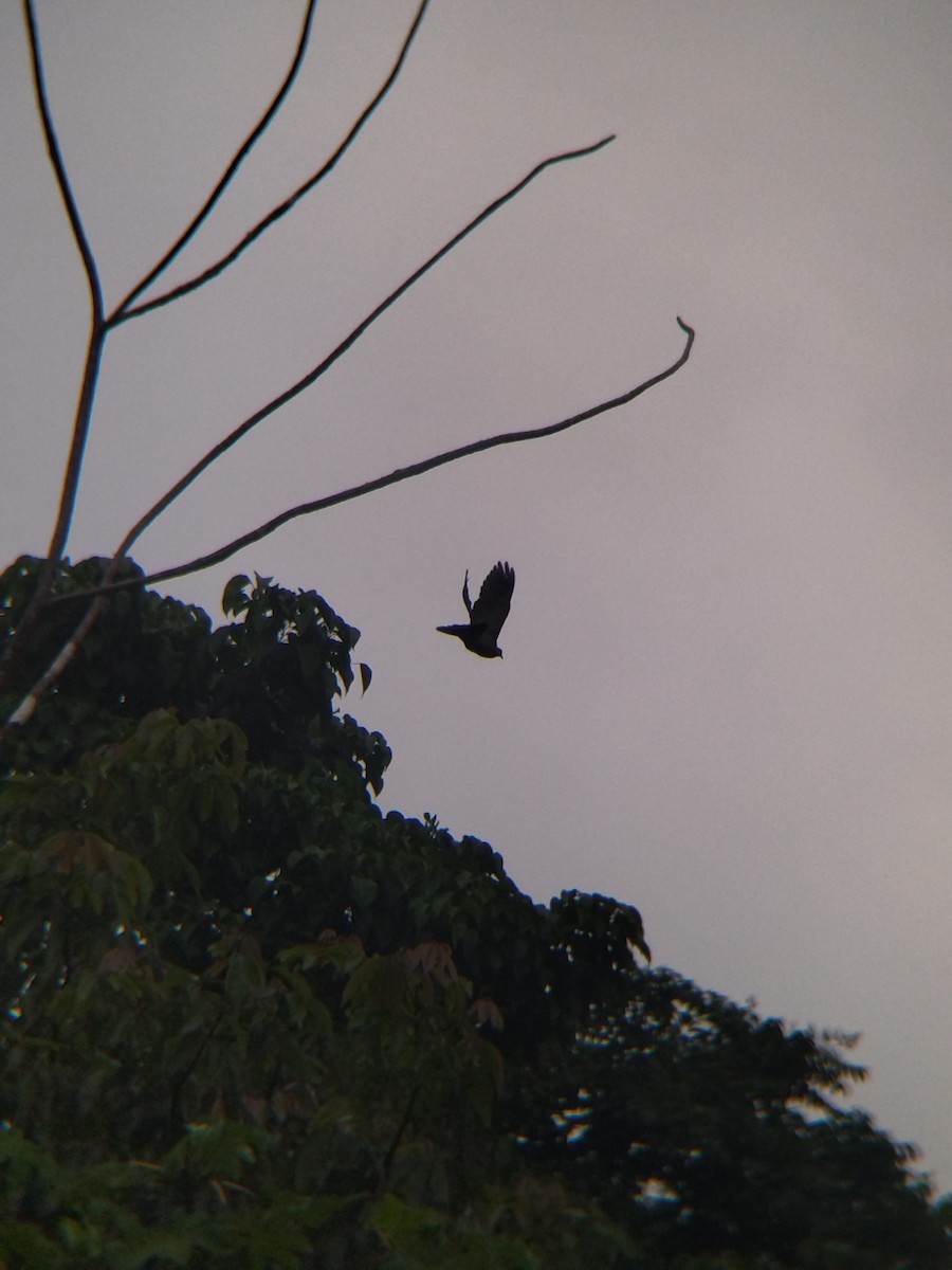 Paloma Colorada - ML646990336